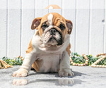 Small #7 English Bulldog