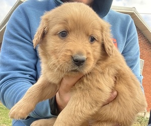 Golden Retriever Puppy for sale in CAMPTON, KY, USA