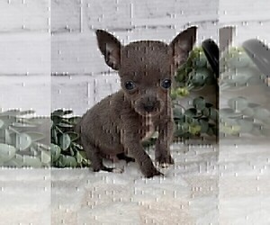 Chihuahua Puppy for sale in MIAMI, FL, USA