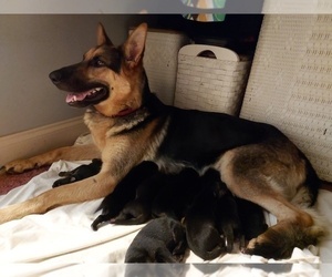 Mother of the German Shepherd Dog puppies born on 08/06/2022