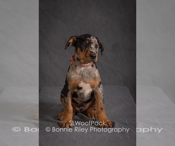 Medium Photo #12 Australian Shepherd Puppy For Sale in PLEASANTON, KS, USA
