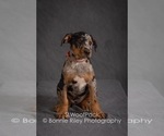 Small Photo #12 Australian Shepherd Puppy For Sale in PLEASANTON, KS, USA