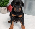 Small #5 Doberman Pinscher