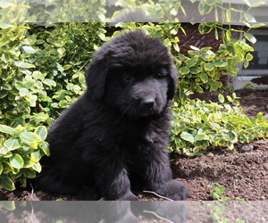 Newfoundland Puppy for sale in SHILOH, OH, USA