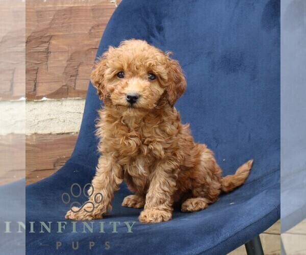 Medium Photo #3 Goldendoodle (Miniature) Puppy For Sale in NARVON, PA, USA