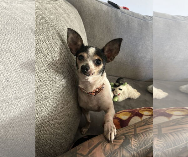 Medium Photo #5 Chihuahua-Unknown Mix Puppy For Sale in Holly Springs, NC, USA