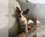 Small #4 Chihuahua Mix