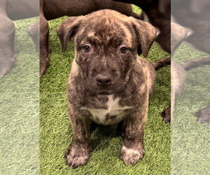 Sura - Female Labrador Retriever-Unknown Mix Dog for Adoption - Photo #2