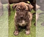 Small Photo #2 Labrador Retriever-Unknown Mix Puppy For Sale in Sanford, FL, USA