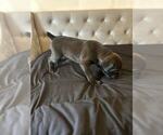 Puppy Puppy 2 Cane Corso