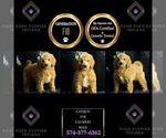 Small Photo #70 Cavapoo Puppy For Sale in WARSAW, IN, USA