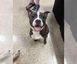 Small #5 American Pit Bull Terrier-American Staffordshire Terrier Mix