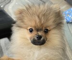 Small #3 Pomeranian