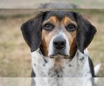 Small Beagle