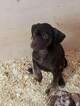 Small Photo #1 Catahoula Leopard Dog Puppy For Sale in WEST BEND, WI, USA