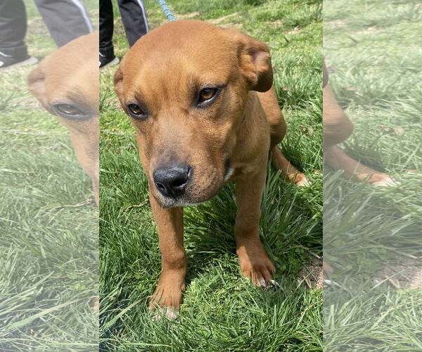 Medium Photo #1 Boxer-Unknown Mix Puppy For Sale in Sparta, TN, USA