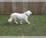 Small #2 Great Pyrenees Mix