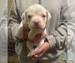 Small #2 American Bully
