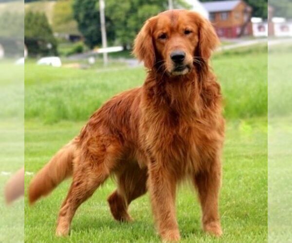 Medium Photo #1 Golden Retriever Puppy For Sale in GAP, PA, USA