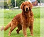 Small Photo #1 Golden Retriever Puppy For Sale in GAP, PA, USA