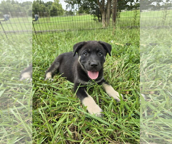 Medium Photo #8 Siberian Husky-Unknown Mix Puppy For Sale in McDonough, GA, USA