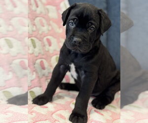 Charlotte's Puppy Charlie - Male Labrador Retriever-Unknown Mix Dog for Adoption - Photo #6