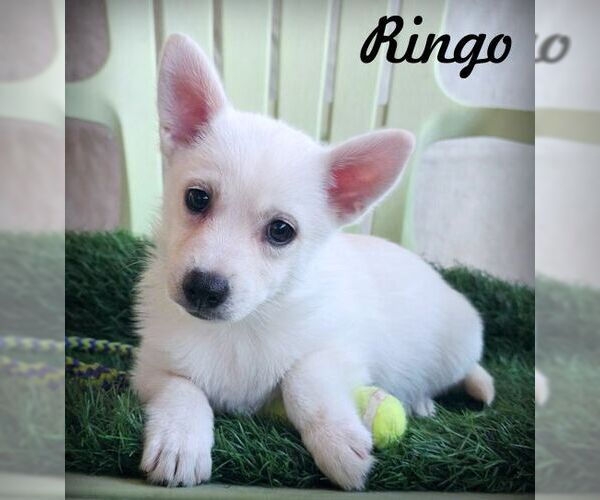 Medium Photo #2 Chiranian Puppy For Sale in Tustin, CA, USA