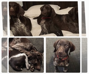 German Shorthaired Pointer Puppy for sale in BILOXI, MS, USA