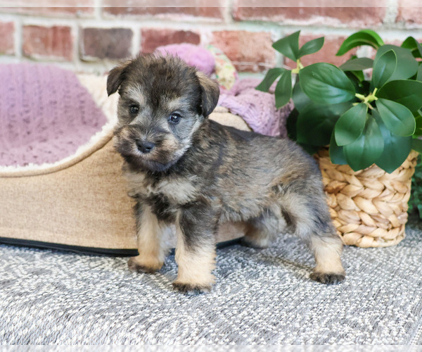 Medium Photo #4 Schnauzer (Miniature) Puppy For Sale in SYRACUSE, IN, USA