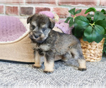 Small #3 Schnauzer (Miniature)