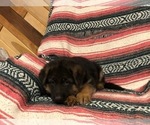 Small Photo #6 German Shepherd Dog Puppy For Sale in CURTISS, WI, USA