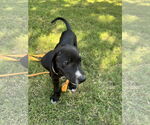 Small #2 Mutt