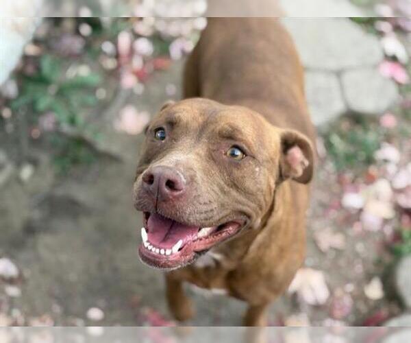 Medium Photo #1 American Pit Bull Terrier Puppy For Sale in Tulsa, OK, USA