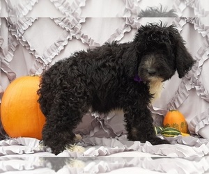 Bernedoodle Puppy for sale in LANCASTER, PA, USA