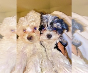 Maltese-YorkiePoo Mix Puppy for sale in CASTLETON, IN, USA