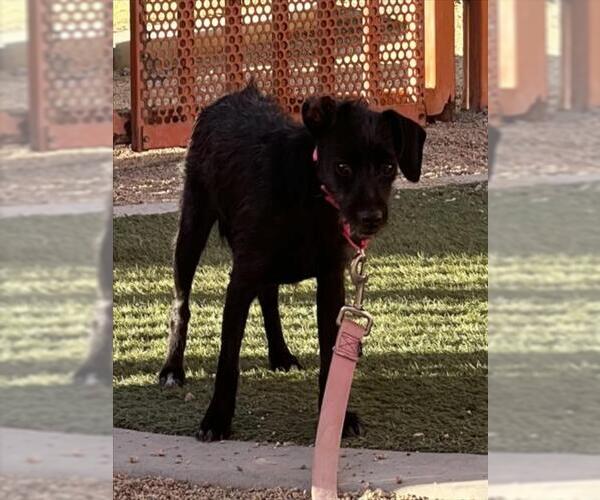 Medium Photo #1 Mutt Puppy For Sale in Las Vegas, NV, USA