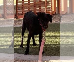 Mutt Dogs for adoption in Las Vegas, NV, USA