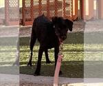 Small Mutt