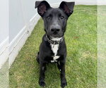 Small Border Collie Mix
