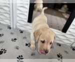 Small #26 Labrador Retriever