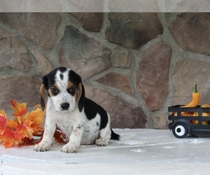 Beagle-Mutt Mix Puppy for sale in FREDERICKSBURG, OH, USA