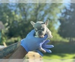 Small #26 French Bulldog