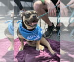Small #2 American Pit Bull Terrier-Bulldog Mix