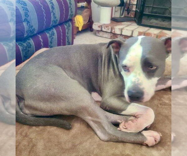 Medium Photo #7 American Staffordshire Terrier Puppy For Sale in San Juan Capistrano, CA, USA