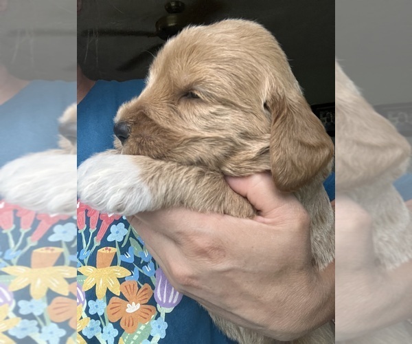 Medium Photo #4 Labradoodle Puppy For Sale in MIFFLINBURG, PA, USA