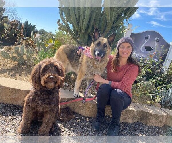 Medium Photo #2 German Shepherd Dog Puppy For Sale in  Ramona, CA, USA