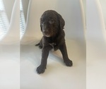 Small Photo #12 Goldendoodle (Miniature) Puppy For Sale in JENKS, OK, USA