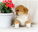 Small Photo #26 Pembroke Welsh Corgi Puppy For Sale in WAKARUSA, IN, USA