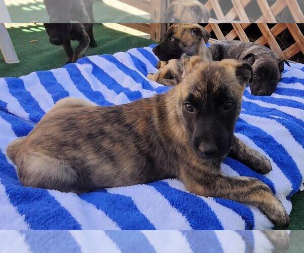 Medium Photo #2 German Shepherd Dog-Unknown Mix Puppy For Sale in Incline Village, NV, USA