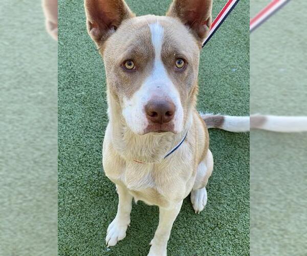 Medium Photo #1 Siberian Husky-Unknown Mix Puppy For Sale in Fayetteville, NC, USA